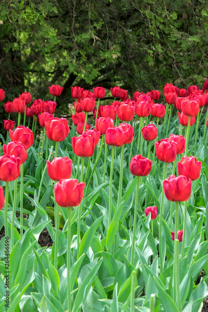 Obraz premium Red tulips, USA