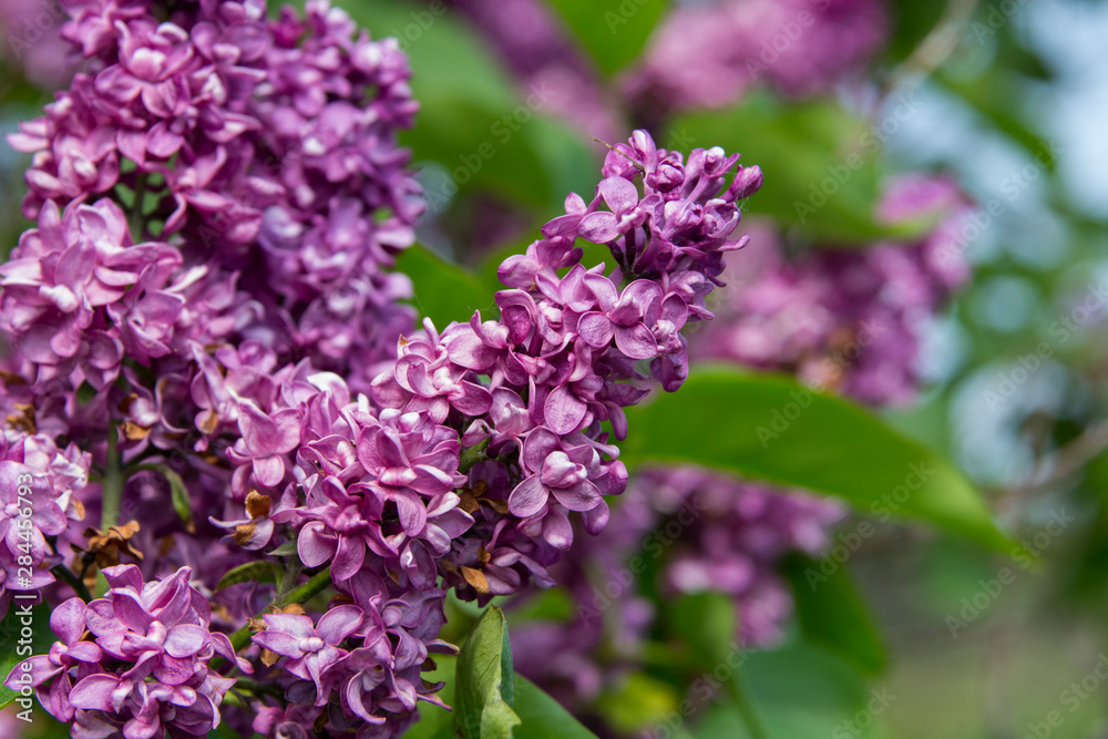 New York. Lilac flowers in bloom.
