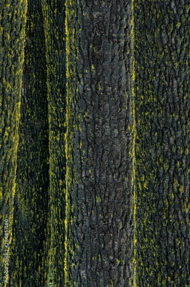 Mt. Ashland, Rogue River National Forest, Shasta Red Firs, (Abies magnifica), Oregon. Mt. Ashland, Rogue River National Forest, Shasta Red Firs, (Abies magnifica), Oregon.