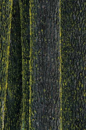 Mt. Ashland, Rogue River National Forest, Shasta Red Firs, (Abies magnifica), Oregon. photo