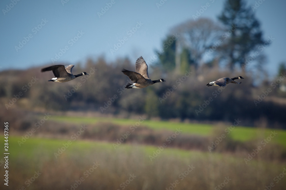 USA, Oregon, Baskett Slough National Wildlife Refuge, Canada Geese (Branta canadensis) flying. USA, Oregon, Baskett Slough National Wildlife Refuge, Canada Geese (Branta canadensis) flying.