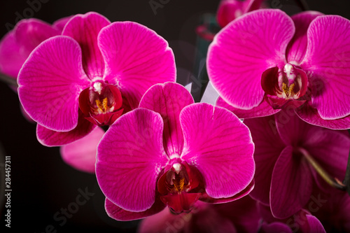 USA  Oregon  Keizer  hybrid orchid.