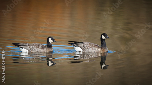 USA, Oregon, Baskett Slough National Wildlife Refuge, Cackling Geese (Branta hutchinsii).