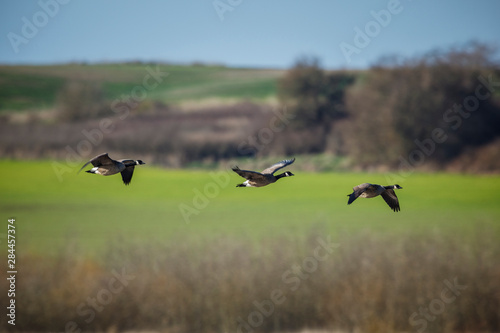 USA, Oregon, Baskett Slough National Wildlife Refuge, Canada Geese (Branta canadensis) flying.