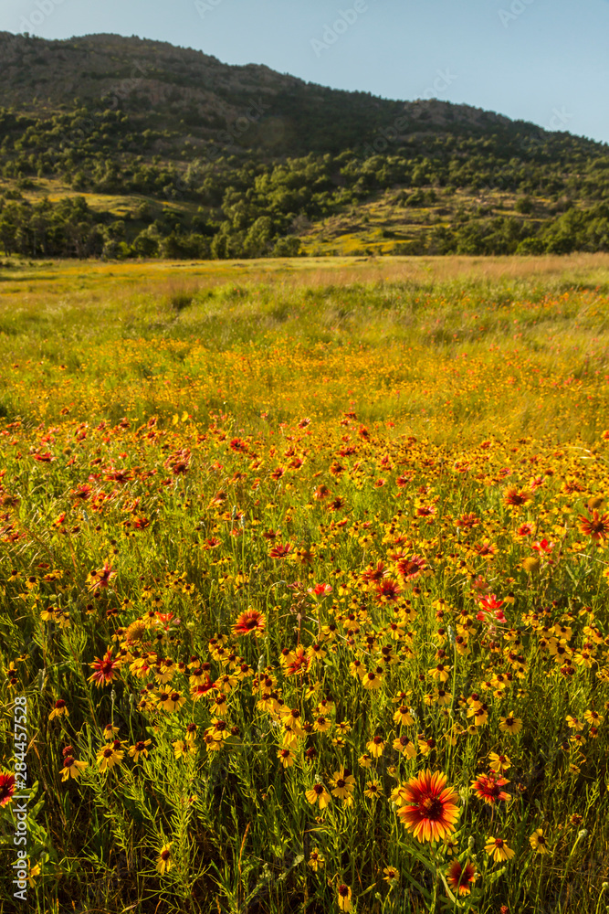 USA, Oklahoma, Wichita Mountains National Wildlife Refuge. Field of Indian blanket flowers. Credit as: Cathy and Gordon Illg / Jaynes Gallery / DanitaDelimont. com