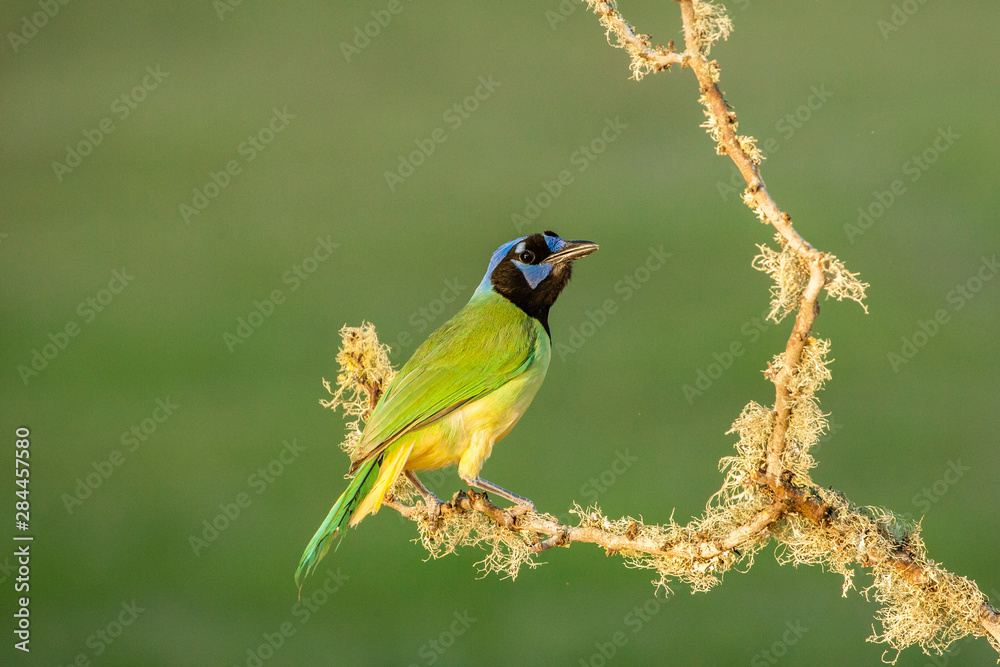 USA, Texas, Hidalgo County. Green jay on limb. Credit as: Cathy & Gordon Illg / Jaynes Gallery / DanitaDelimont.com USA, Texas, Hidalgo County. Green jay on limb. Credit as: Cathy & Gordon Illg / Jaynes Gallery / DanitaDelimont.com