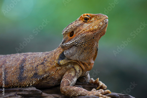 lizard on rock © SUKTSHAT