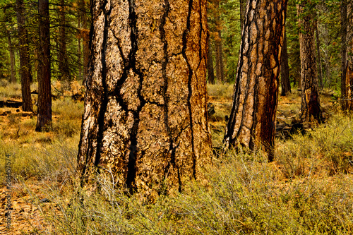 Ponderosa pines, Deschutes National Forest, USA