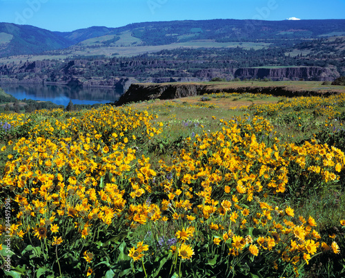 USA, Oregon, McCall SP. Yellow balsamroot flowers are a startling contast to the lava outcropings at McCall SP on Rowena Plateau above the Columbia River in Oregon.