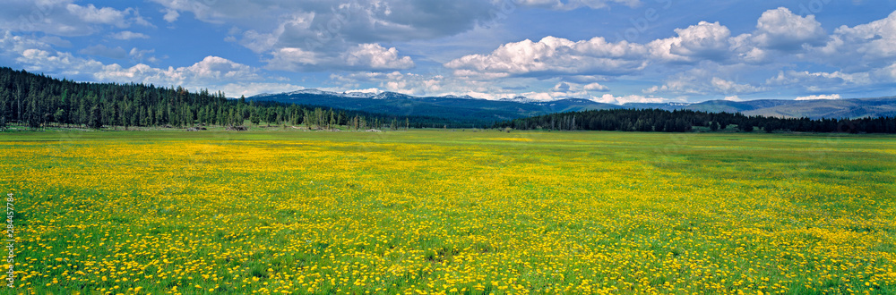 USA, Oregon, Strawberry Mountains. Flowering dandelions fill a pasture in the Strawberry Mountains in eastern Oregon.