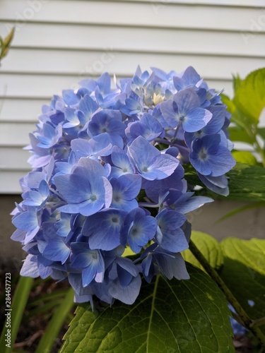 hydrangea 
