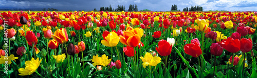 USA, Oregon, Willamette Valley. Spring blooms create a colorful landscape at a tulip farm near Mount Angel, in Oregon's Willamette Valley.