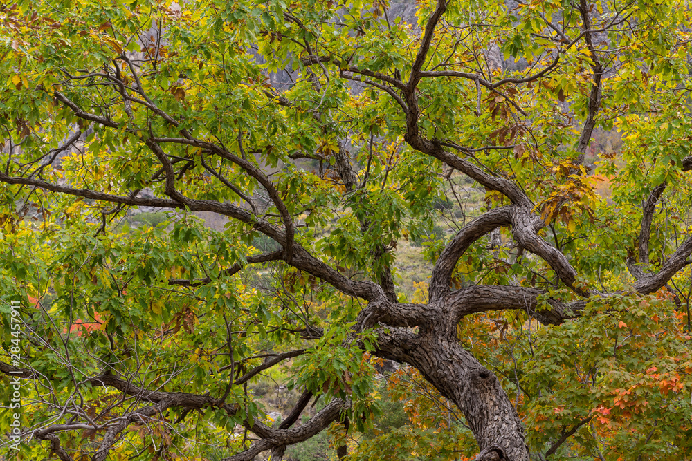 Fototapeta premium USA, Texas, Guadalupe Mountains National Park. Scenic of oak tree. Credit as: Don Paulson / Jaynes Gallery / DanitaDelimont.com