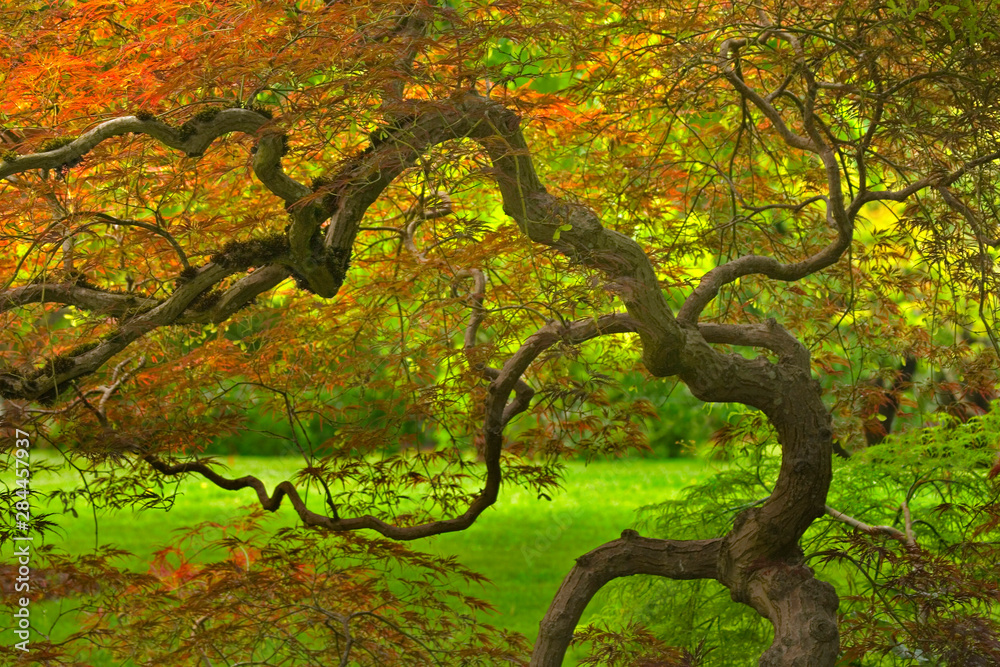 USA, Oregon, Salem. Dramatically contorted Japanese maple tree in the Bush House garden. Credit as: Don Paulson / Jaynes Gallery / Danita Delimont.com USA, Oregon, Salem. Dramatically contorted Japanese maple tree in the Bush House garden. Credit as: Don Paulson / Jaynes Gallery / Danita Delimont.com