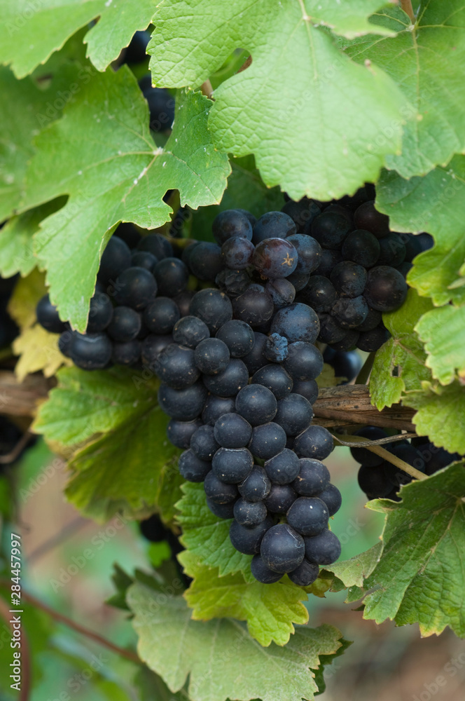NA; USA Oregon; Willamette Valley; Pinot Noir Grapes (selective focus)