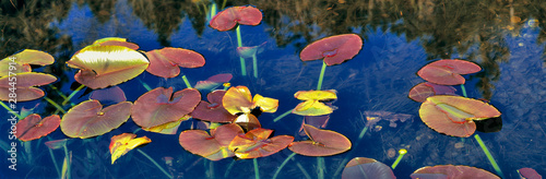 USA, Oregon, Marion Forks. Pondlilies, also called spattrerdocks, grow in a shallow pond near Marion Forks in the Cascades Range of Oregon. photo