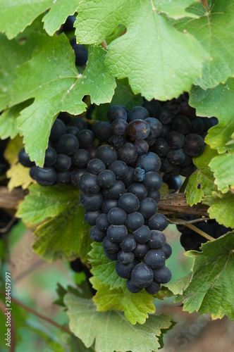 NA; USA Oregon; Willamette Valley; Pinot Noir Grapes (selective focus)