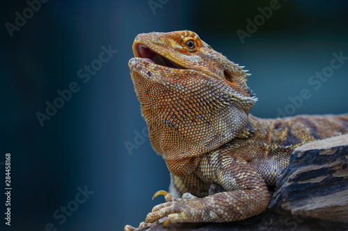 green iguana on a rock