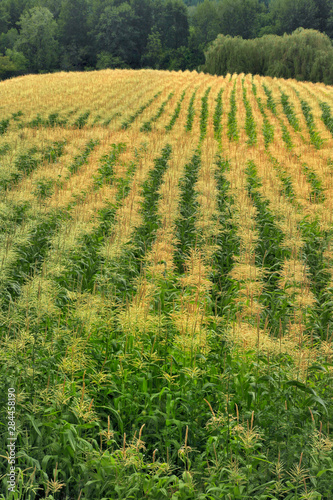 USA, Oregon. Rows of corn on Sauvie Island.  photo