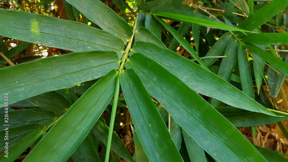 Obraz premium Yellow bamboo leaves, one of the materials for making various handicrafts