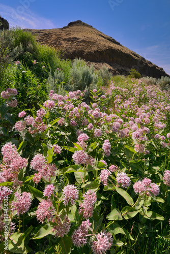 USA  Oregon. Milkweed and cliff. 