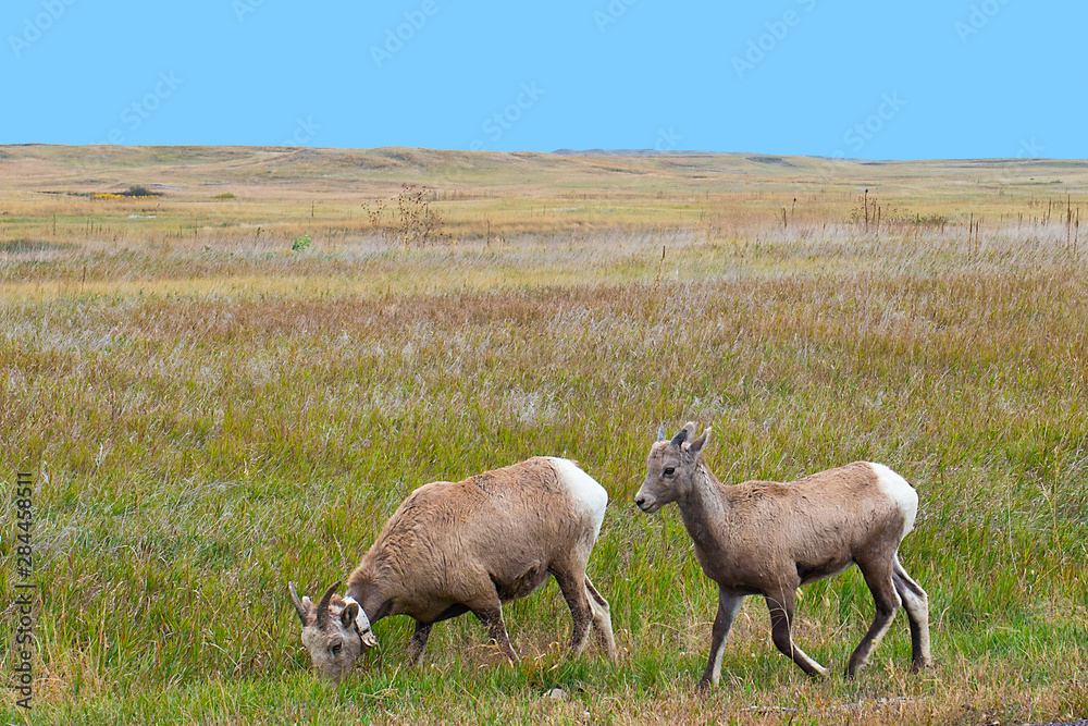 Fototapeta premium USA, South Dakota, Badlands National Park, Radio Collared Ewe Bighorn Sheep and juvenile grazing along Roadway