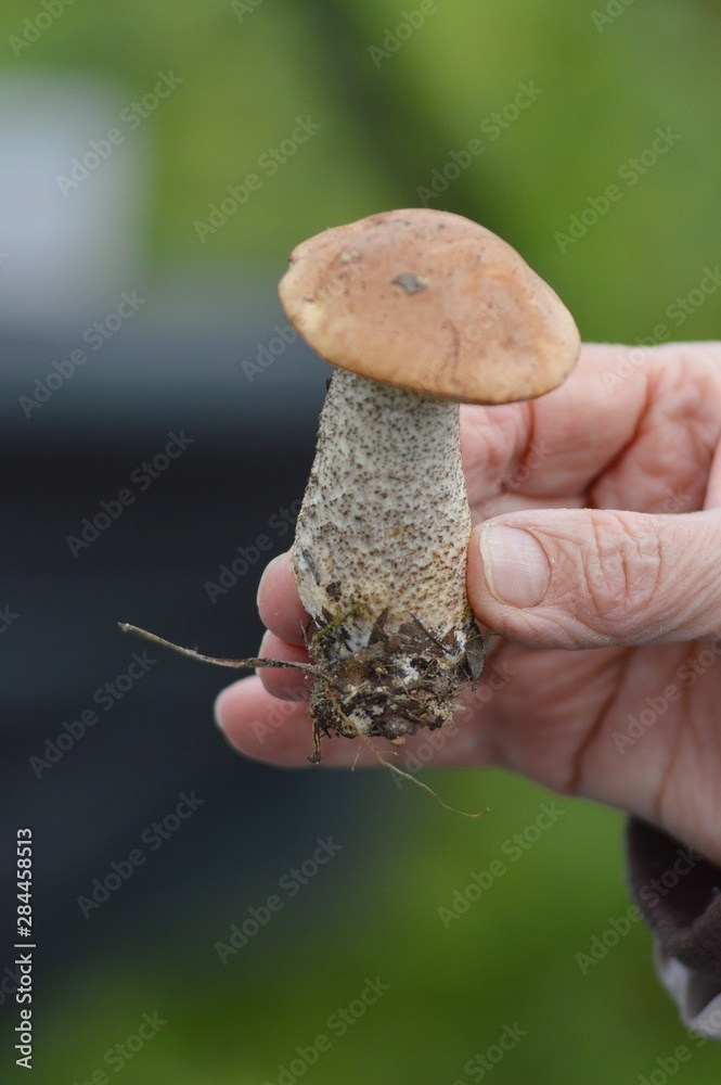 mushroom in hand