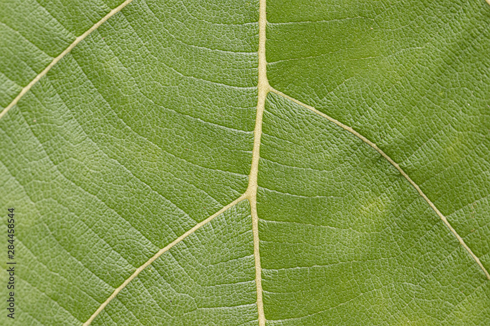 Obraz premium Close up leaf texture Natural stylish background