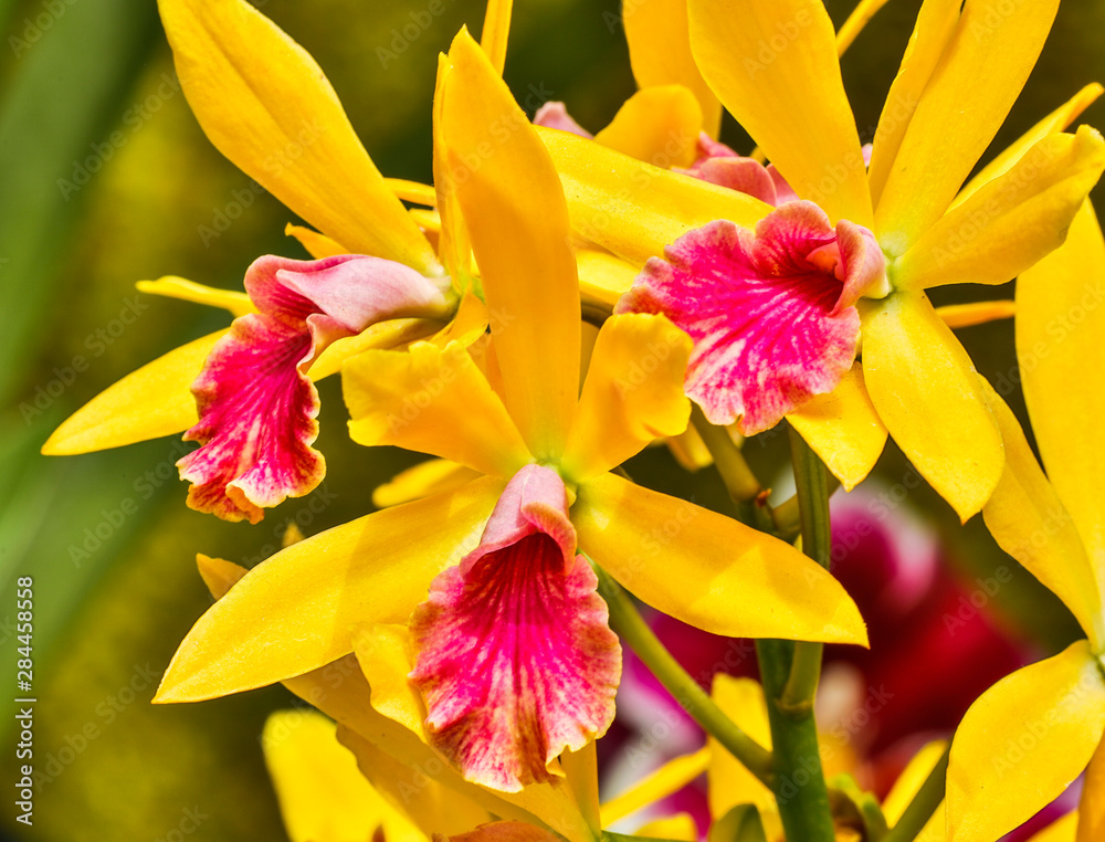 Fototapeta premium USA, Pennsylvania, Kennett Square. Orchid