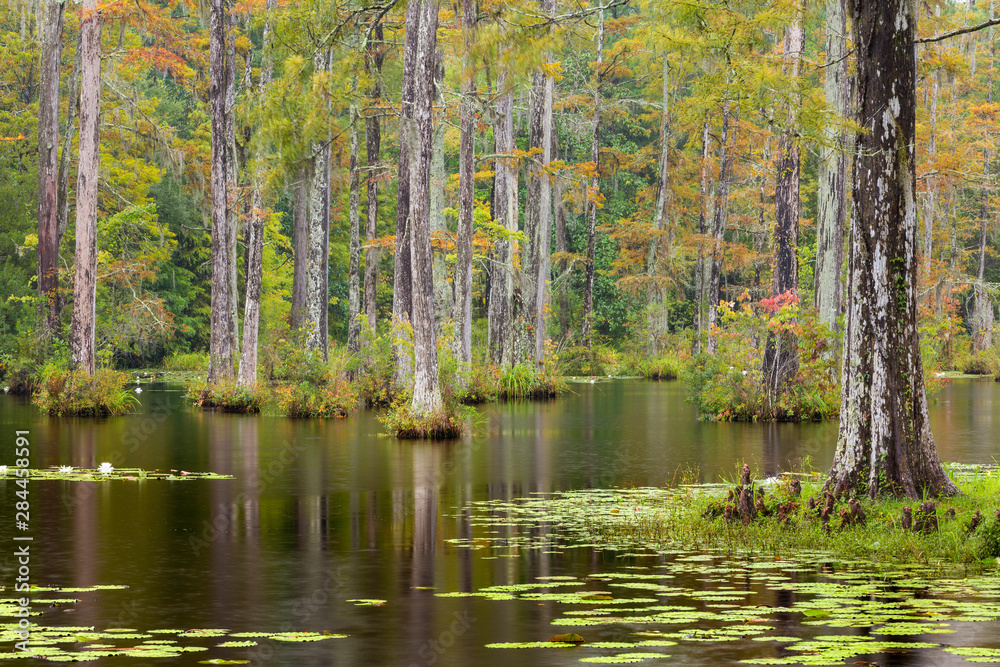 Fototapeta premium USA, South Carolina, Cypress Gardens. Lily pads in cypress swamp. Credit as: Don Paulson / Jaynes Gallery / DanitaDelimont.com