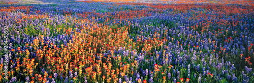 USA, Texas, Llano. A colorful pattern is created by bluebonnets and redbonnets in the Texas hill country near Llano.