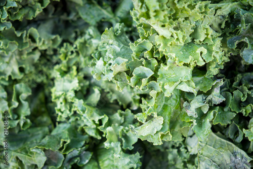 Kale for sale at a farmer's market, Charleston, South Carolina. USA