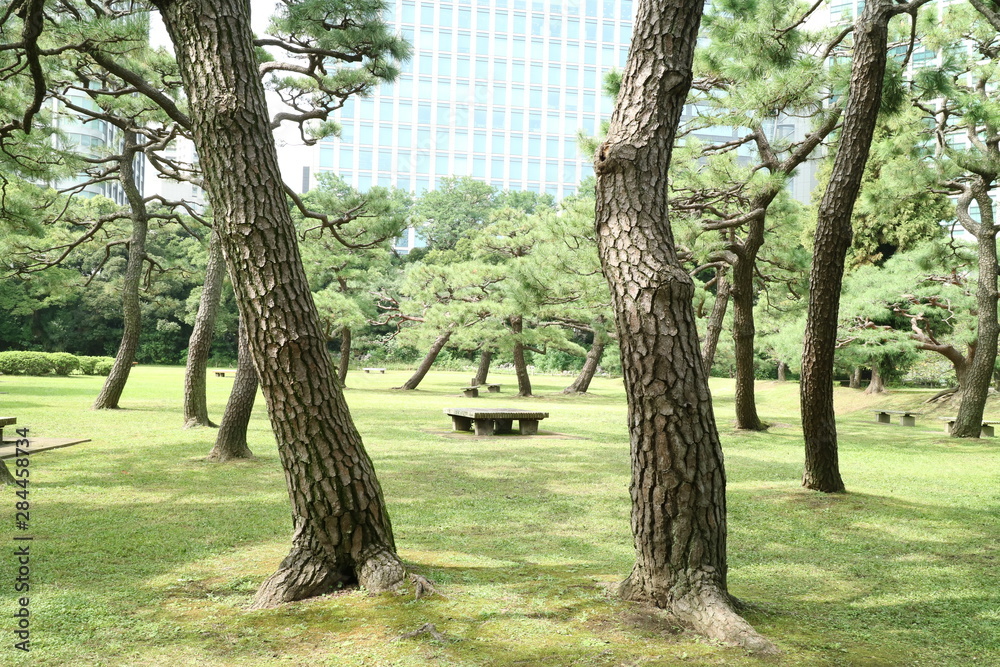 Obraz premium 都会の日本庭園、東京