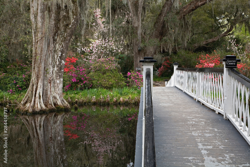 Bridge over pond into Live Oak forest, Magnolia Plantation, Charleston, South Carolina Bridge over pond into Live Oak forest, Magnolia Plantation, Charleston, South Carolina