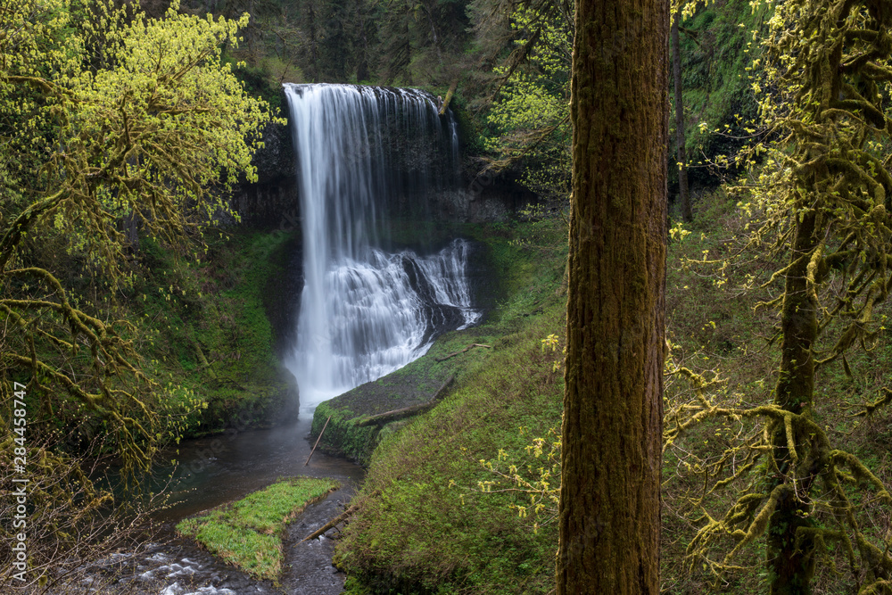 Usa, Oregon. Middle North Falls during early spring, Silver Falls State Park