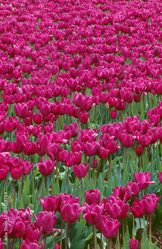 USA  Oregon  Willamette Valley  Field of purple tulips display spring bloom.