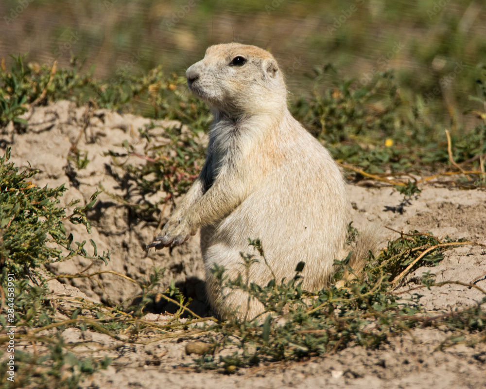 White Prairie Dog, Burrow, Prairie Homestead, Phillip South Dakota, USA White Prairie Dog, Burrow, Prairie Homestead, Phillip South Dakota, USA