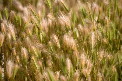 USA, Oregon, Smith Rocks SP. Seed heads of wild grasses wave in the breeze at Smith Rocks SP, Oregon. © Ric Ergenbright/Danita Delimont