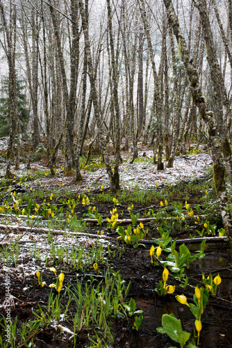 Usa  Oregon. Red Alder  Alnus rubra  and flowering skunk cabbage  Lysichiton americanum  in spring snow  Willamette National Forest