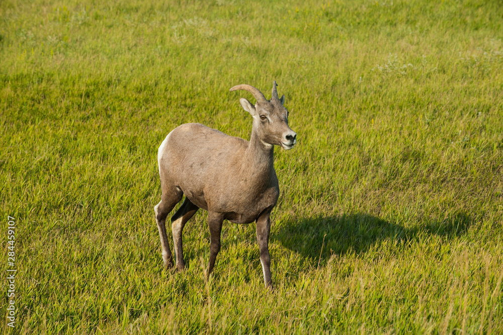 Obraz premium White-tailed deer, Badlands National Park, South Dakota, USA