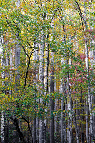 USA, Tennessee, Great Smoky Mountains National Park. Autumn foliage in the forests
