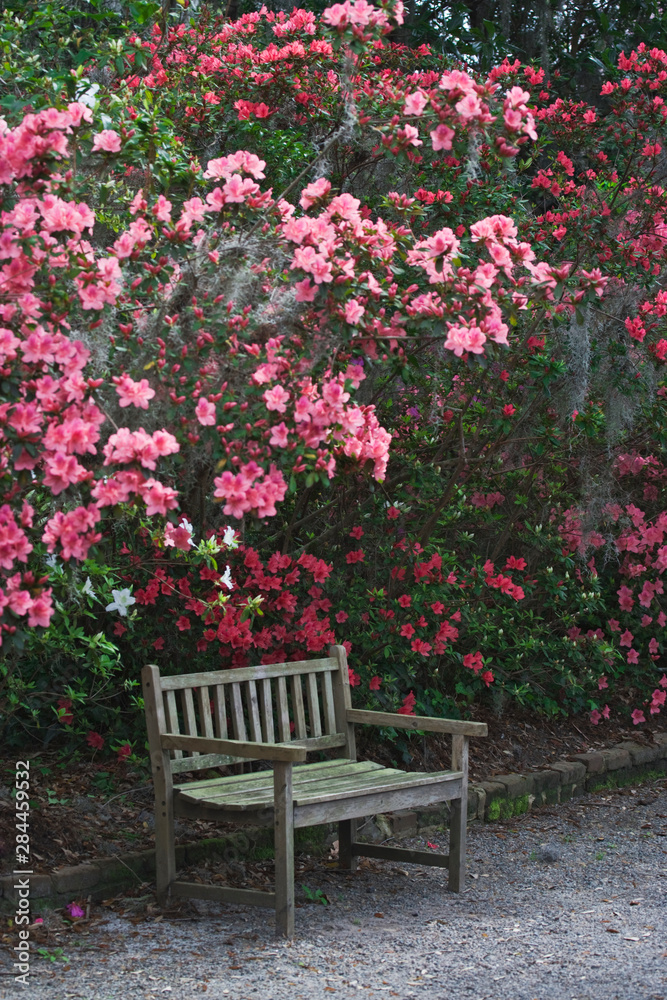 USA, South Carolina, Charleston. A weathered wooden bench under azalea bushes on the Magnolia Plantation. USA, South Carolina, Charleston. A weathered wooden bench under azalea bushes on the Magnolia Plantation.