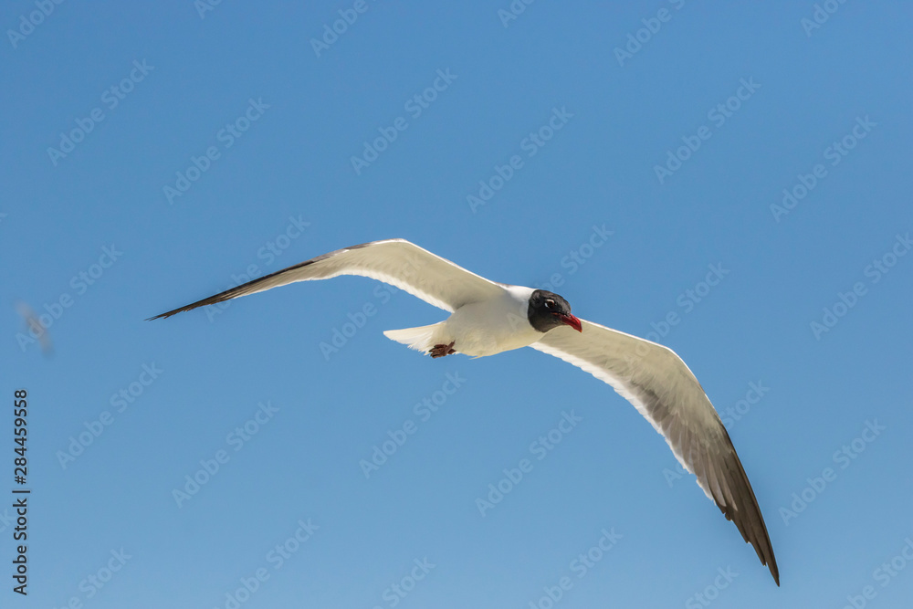 Fototapeta premium USA, Texas, Galveston. Laughing gull in flight. Credit as: Cathy & Gordon Illg / Jaynes Gallery / DanitaDelimont.com
