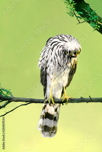USA, Texas, Rio Grande Valley, McAllen. Close-up of wild Cooper's hawk juvenile with head inverted.  photo