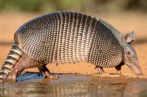 USA, Texas, Gatesville, Santa Clara Ranch. Nine-banded armadillo and water.  photo