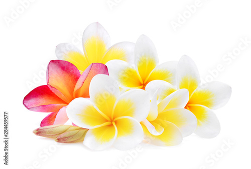 white and pink frangipani (plumeria) flower isolated on white background © Booonchuay