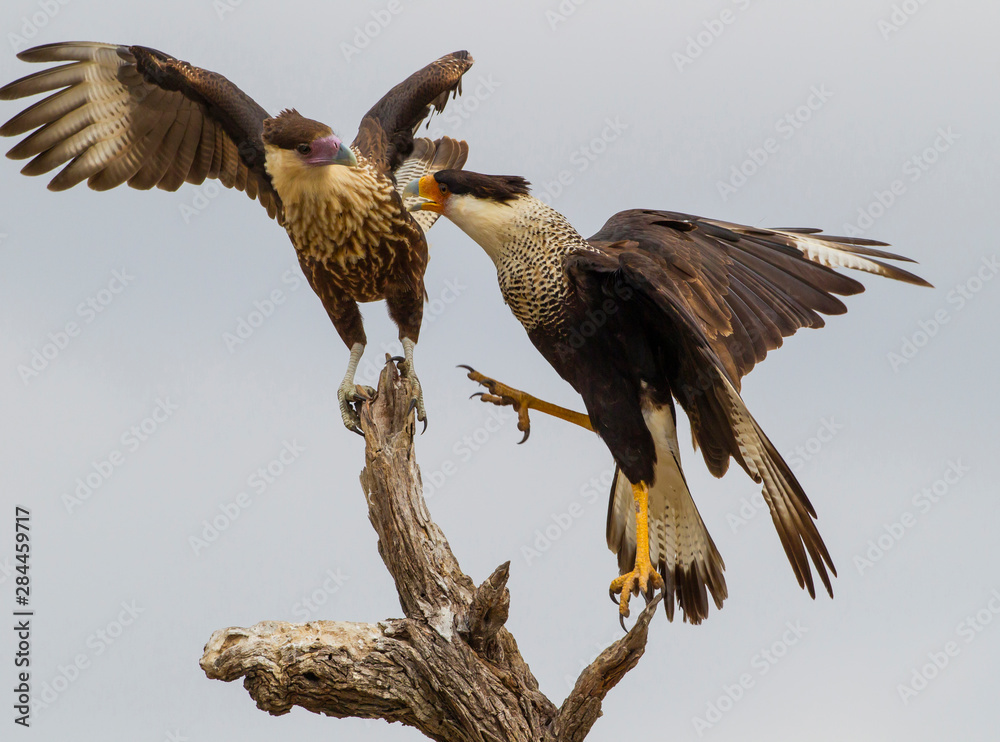 Fototapeta premium USA, Texas, Hidalgo County. Juvenile and adult crested caracaras vying for space on stump. Credit as: Cathy & Gordon Illg / Jaynes Gallery / DanitaDelimont.com