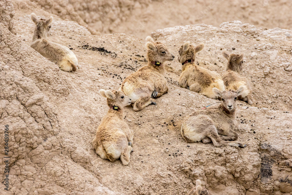 Obraz premium USA, South Dakota, Badlands National Park. Bighorn sheep lambs on arid formation. Credit as: Cathy and Gordon Illg / Jaynes Gallery / DanitaDelimont.com