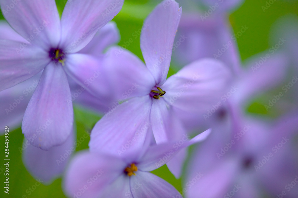 Great Smoky Mountains National Park, Tennessee, Springtime blooming Phlox Great Smoky Mountains National Park, Tennessee, Springtime blooming Phlox