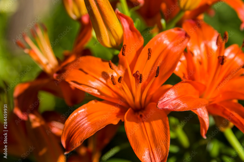 Fototapeta premium USA, Austin, Texas, exquisite bright orange daylily flowers in full bloom at Zilker Botanical Garden in Zilker Park.
